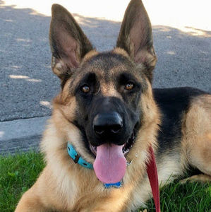 Meet your Posher, Sydney